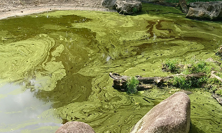 Algae control